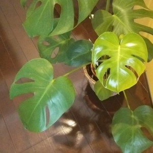横浜にあるあきば整体院の待合室で観葉植物のモンステラが育ってます。