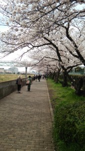 戸塚駅周辺の柏尾川桜風景