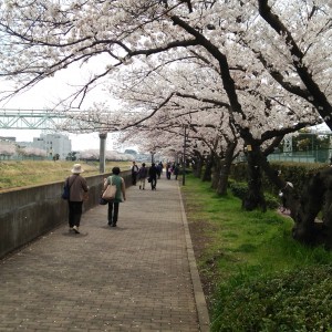 戸塚駅周辺の柏尾川桜風景