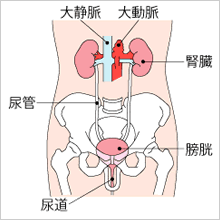 横浜市泉区立場駅にあるあきば整体院がおなかの中の内臓を解説します。膀胱編。