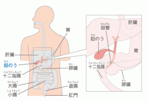 横浜市泉区立場駅にあるあきば整体院がおなかの中の内臓を解説します。胆嚢編。