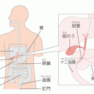 横浜市泉区立場駅にあるあきば整体院がおなかの中の内臓を解説します。胆嚢編。