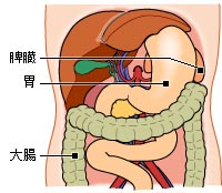 横浜市泉区立場駅にあるあきば整体院がおなかの中の内臓を解説します。脾臓編。