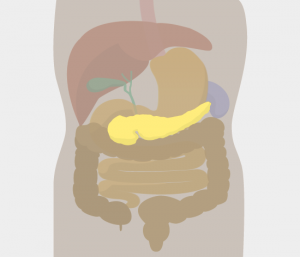 横浜市泉区立場駅にあるあきば整体院がおなかの中の内臓を解説します。膵臓編。