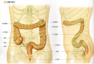 横浜市泉区立場駅にあるあきば整体院がおなかの中の内臓を解説します。大腸編。