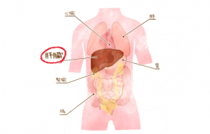 横浜市泉区立場駅にあるあきば整体院がおなかの中の内臓を解説します。肝臓編。