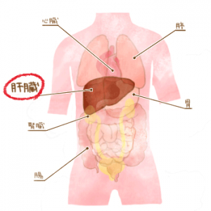 横浜市泉区立場駅にあるあきば整体院がおなかの中の内臓を解説します。肝臓編。