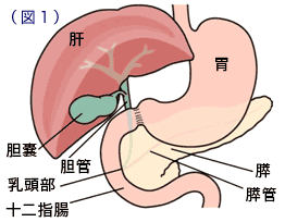 横浜市泉区立場駅にあるあきば整体院がおなかの中の内臓を解説します。十二指腸編。