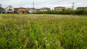 横浜市泉区中田の公園風景