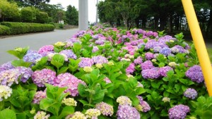 横浜市泉区中田の公園アジサイ