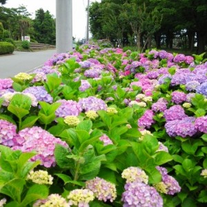 横浜市泉区中田の公園アジサイ